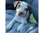 Adopt Xavier a Australian Cattle Dog / Blue Heeler, American Staffordshire