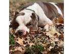 Adopt Fredrick a American Staffordshire Terrier