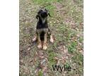 Adopt Wylie a German Shepherd Dog