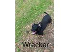 Adopt Wrecker a German Shepherd Dog