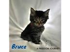 Adopt Bruce a Domestic Medium Hair