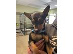 Adopt Waylon a Miniature Pinscher, Dachshund