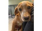 Adopt Charlie a Dachshund, Mixed Breed