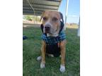 Adopt Ike a Pit Bull Terrier