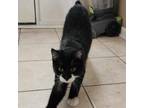 Adopt Boris a Domestic Short Hair