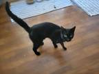 Adopt Elmo a Domestic Short Hair