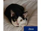 Adopt Zeus a Domestic Short Hair