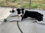 Adopt Bingo a American Bully, Australian Cattle Dog / Blue Heeler