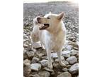 Adopt Cheeto a Husky, White German Shepherd