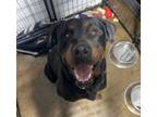 Adopt Kujo a Rottweiler