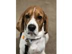 Adopt Benny a Basset Hound, Beagle