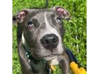 Adopt Gravy a Pit Bull Terrier, Mixed Breed