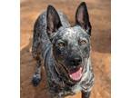 Adopt Jango a Australian Cattle Dog / Blue Heeler