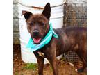 Adopt Wylie a Tennessee Treeing Brindle, Shepherd