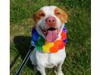 Adopt Hoagie a Pointer, Pit Bull Terrier