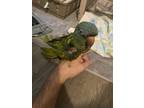 Adopt Little foot a Conure