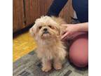 Tan breeding Shih Tzu