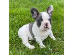 French Bulldog Puppy for sale in Dysart, IA, USA
