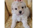 Poodle (Toy) Puppy for sale in Greenville, TX, USA