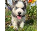 Siberian Husky Puppy for sale in Fremont, MI, USA