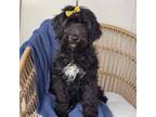 Coral-Portuguese water dog