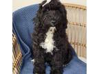 Cora-Portuguese water dog