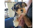Yorkshire Terrier Puppy for sale in Sullivan, OH, USA