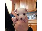 Chihuahua Puppy for sale in Laura, OH, USA