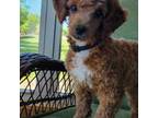 Poodle (Toy) Puppy for sale in Birmingham, AL, USA