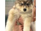 Siberian Husky Puppy for sale in Johnston, IA, USA