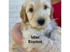 Goldendoodle Puppy for sale in Atlanta, GA, USA