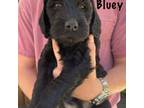 Mister Bluey