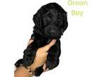 Goldendoodle Puppy for sale in Fresno, CA, USA