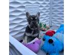 French Bulldog Puppy for sale in West Palm Beach, FL, USA