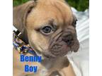 French Bulldog Puppy for sale in Rosamond, CA, USA