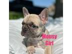 French Bulldog Puppy for sale in Rosamond, CA, USA