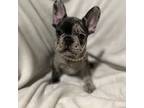 French Bulldog Puppy for sale in Redmond, OR, USA