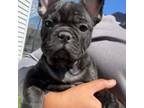 French Bulldog Puppy for sale in Redmond, OR, USA