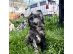 Goldendoodle Puppy for sale in Decorah, IA, USA