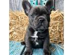 French Bulldog Puppy for sale in Dysart, IA, USA