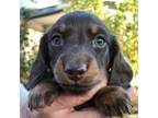 Dachshund Puppy for sale in Sacramento, CA, USA