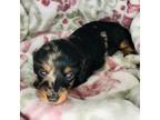 Dachshund Puppy for sale in Sacramento, CA, USA