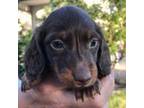 Dachshund Puppy for sale in Sacramento, CA, USA