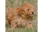 Mutt Puppy for sale in New Haven, IN, USA