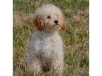 Cavapoo Puppy for sale in New Haven, IN, USA