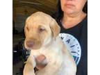 Labrador Retriever Puppy for sale in Concord, CA, USA