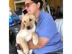 Labrador Retriever Puppy for sale in Concord, CA, USA