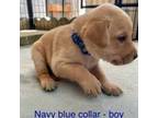 Navy Blue Collar