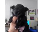 Chihuahua Puppy for sale in Charlotte, NC, USA