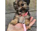 Shorkie Tzu Puppy for sale in Blairsville, GA, USA